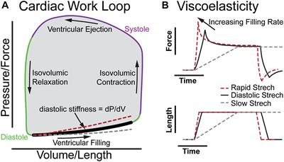 Need for Speed: The Importance of Physiological Strain Rates in Determining Myocardial Stiffness
